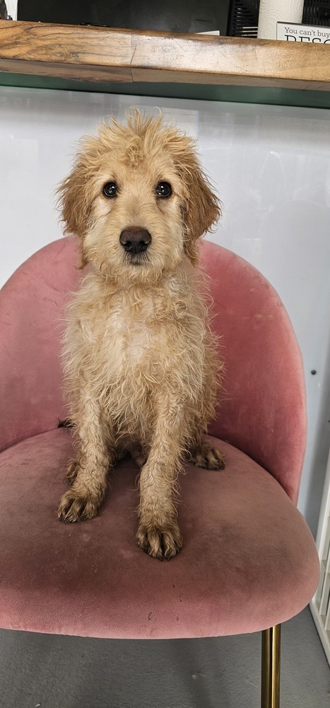 Luke #4204, an adoptable Goldendoodle in Studio City, CA, 91604 | Photo Image 1