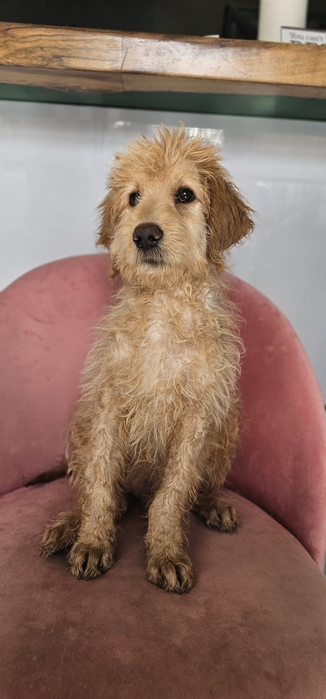 Luke #4204, an adoptable Goldendoodle in Studio City, CA, 91604 | Photo Image 2