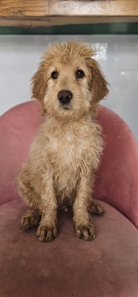 Luke #4204, an adoptable Goldendoodle in Studio City, CA, 91604 | Photo Image 3