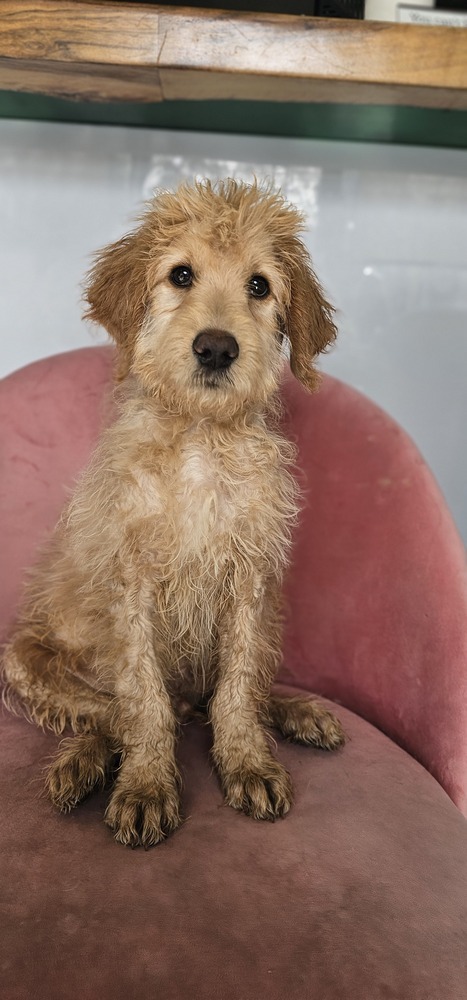 Luke #4204, an adoptable Goldendoodle in Studio City, CA, 91604 | Photo Image 4