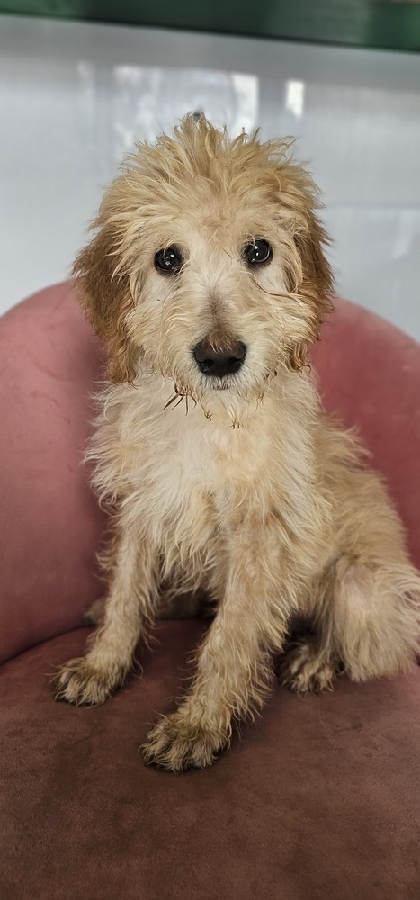 Brady #4202, an adoptable Goldendoodle in Studio City, CA, 91604 | Photo Image 1