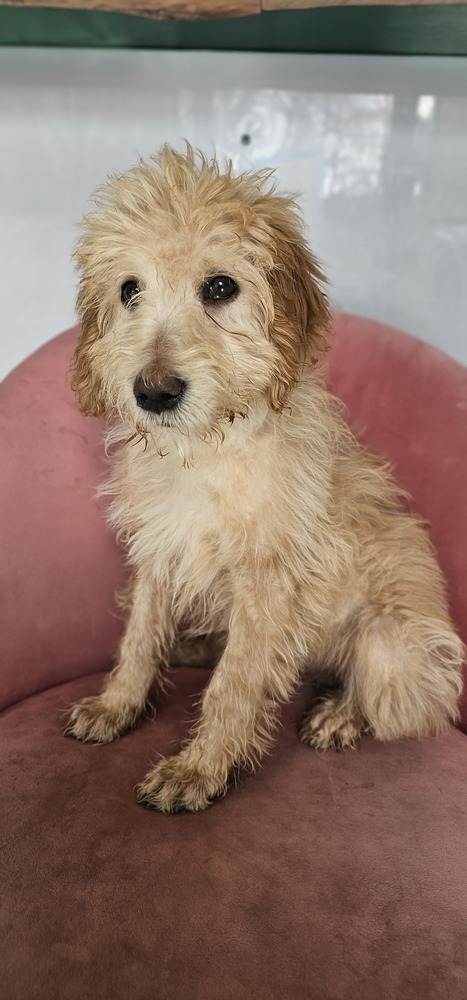 Brady #4202, an adoptable Goldendoodle in Studio City, CA, 91604 | Photo Image 2