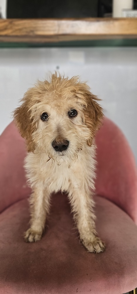 Brady #4202, an adoptable Goldendoodle in Studio City, CA, 91604 | Photo Image 3