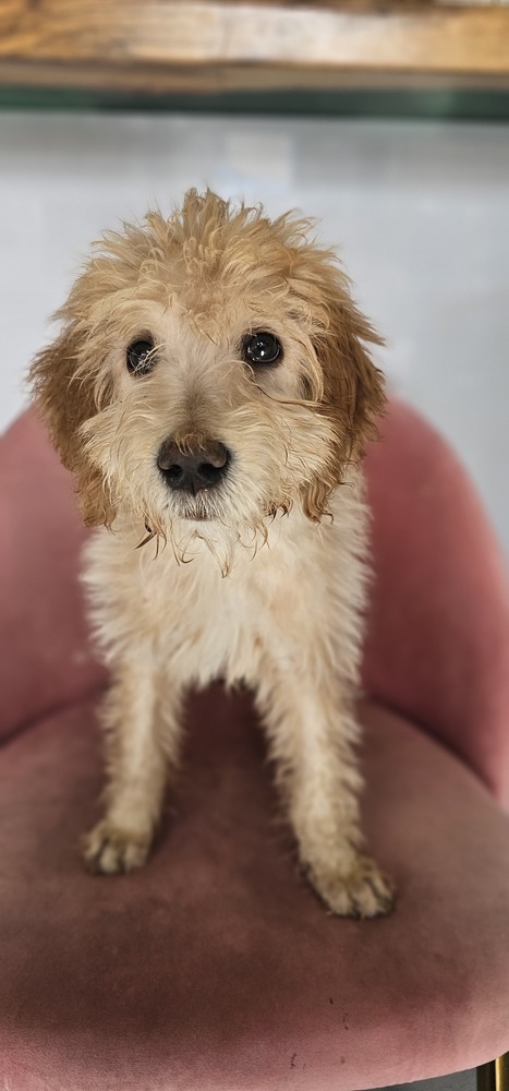 Brady #4202, an adoptable Goldendoodle in Studio City, CA, 91604 | Photo Image 4