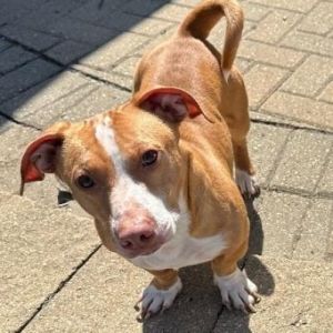 Romeo, Adult Male Basset Hound