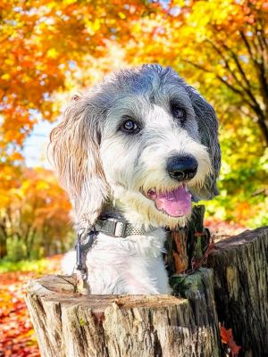 Charlie the Bordoodle