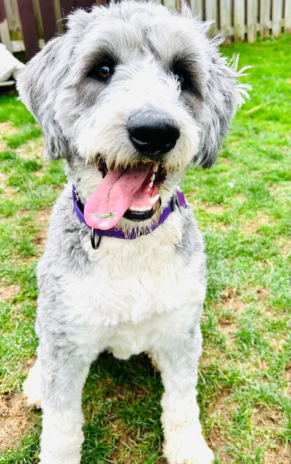 Charlie the Bordoodle