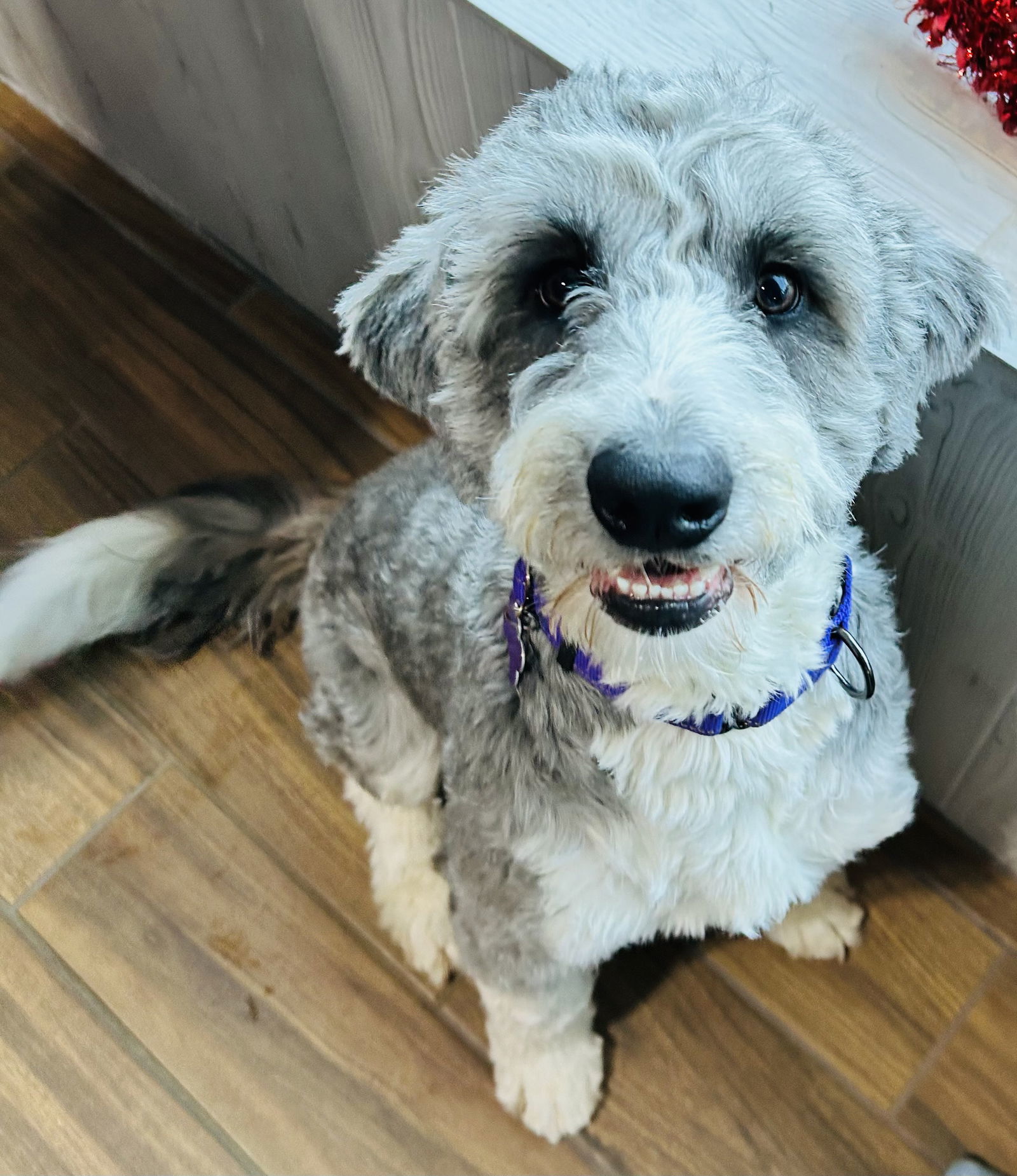 Charlie the Bordoodle