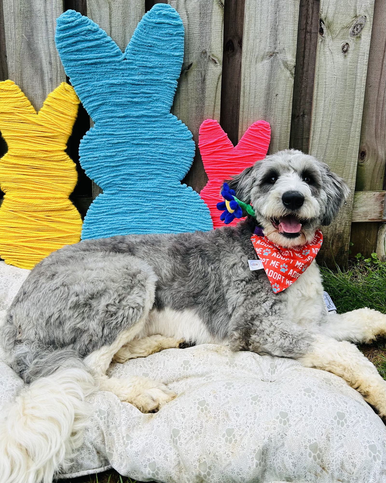 Charlie the Bordoodle