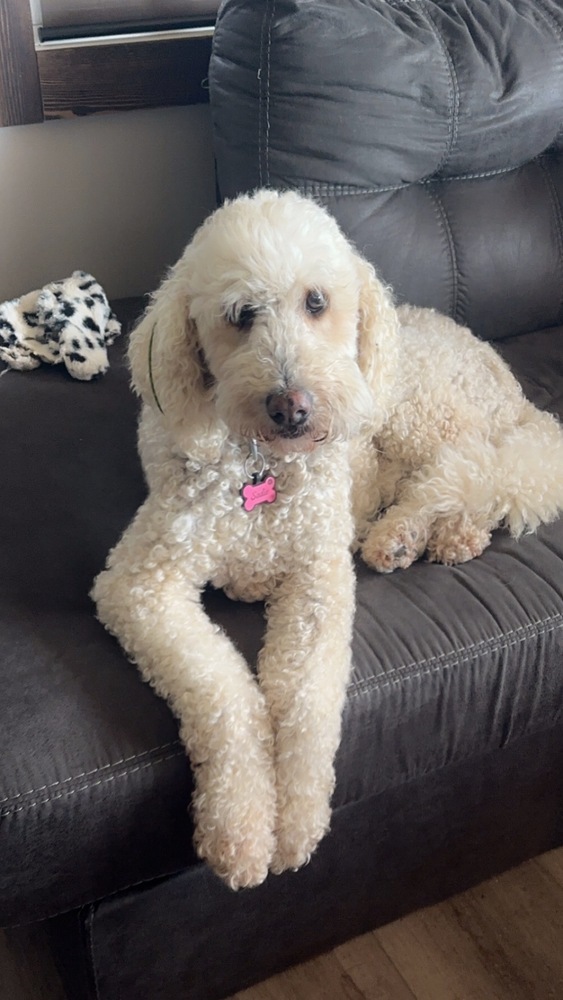 Sadie, an adoptable Goldendoodle in White, PA, 15490 | Photo Image 1