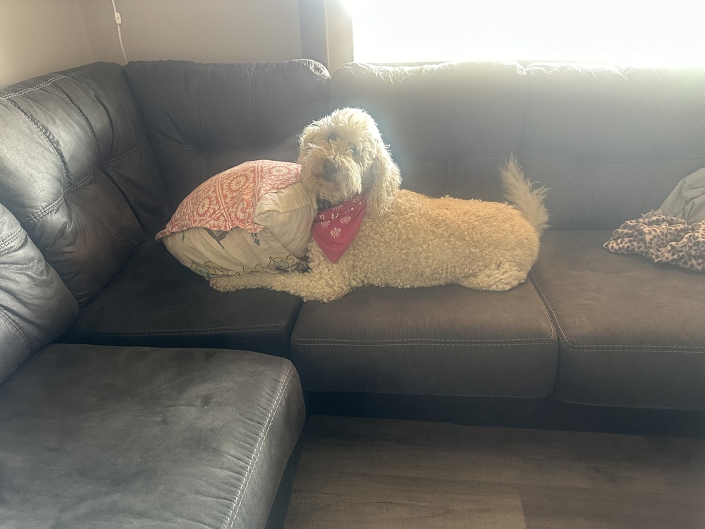 Sadie, an adoptable Goldendoodle in White, PA, 15490 | Photo Image 2