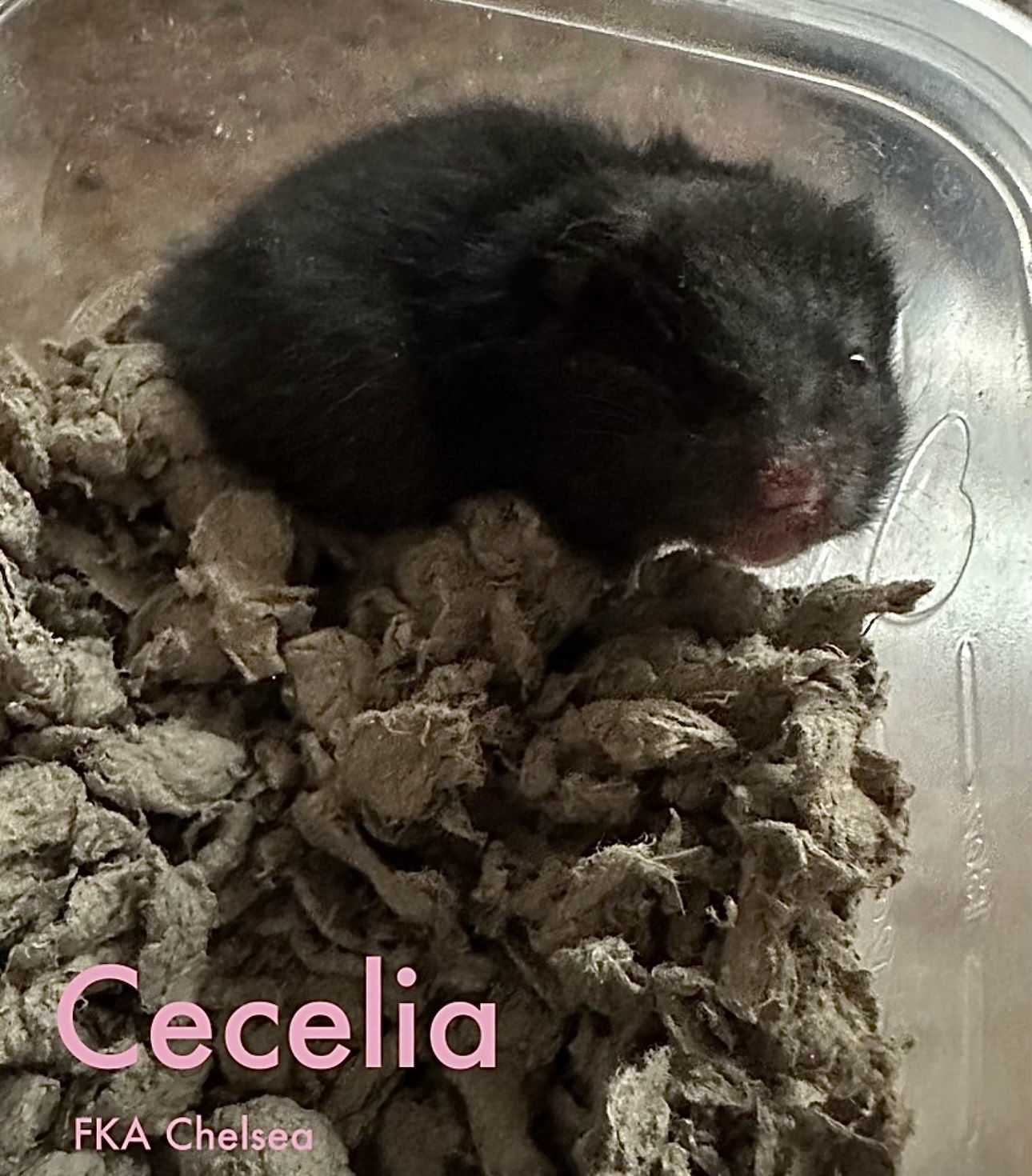 Cecelia