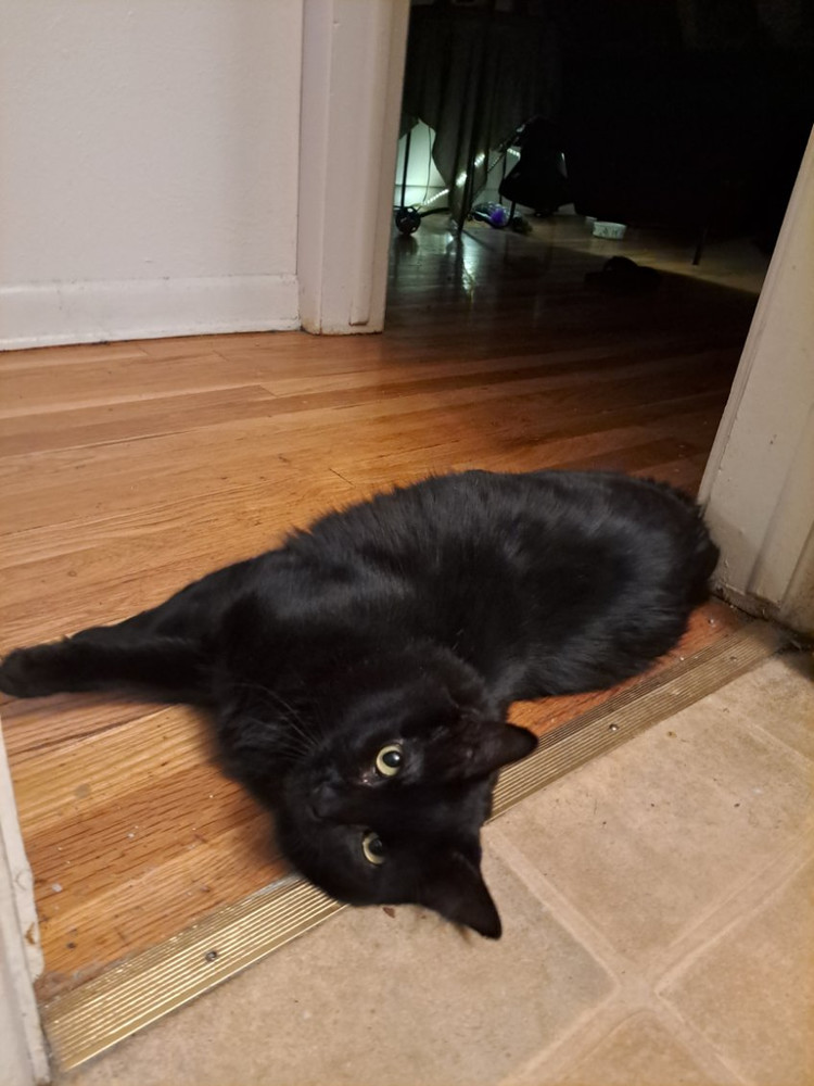 Bastian, an adoptable Domestic Short Hair in Aurora, CO, 80016 | Photo Image 1