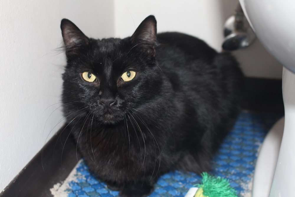 Bastian, an adoptable Domestic Short Hair in Aurora, CO, 80016 | Photo Image 2