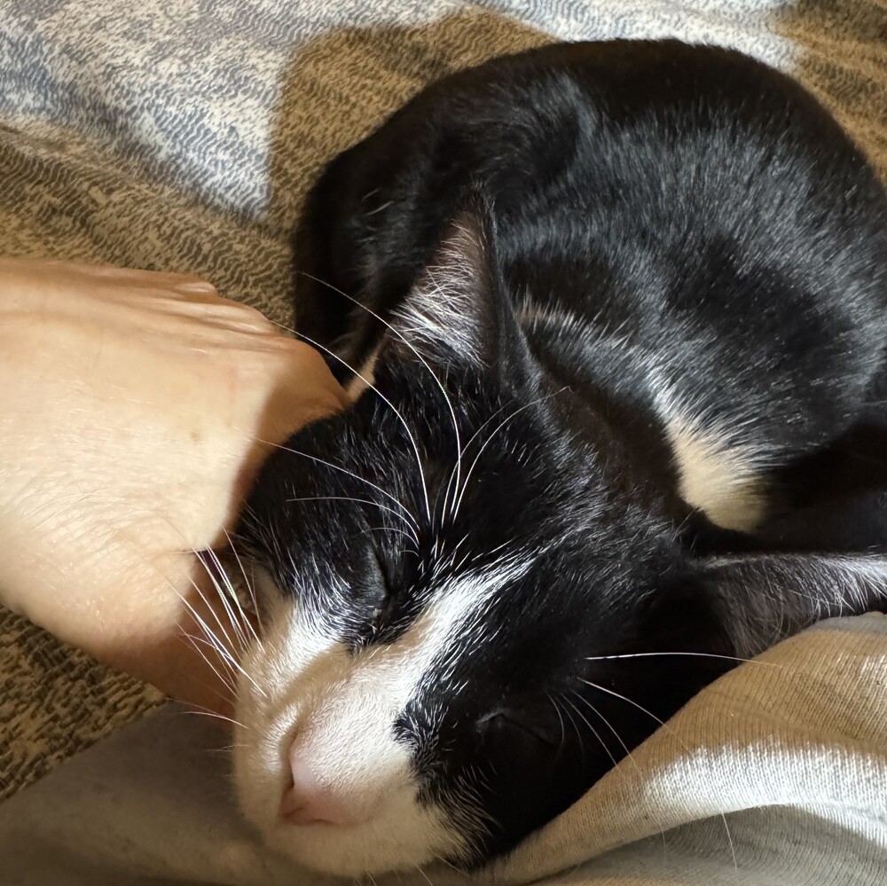 Magpie, an adoptable Domestic Short Hair in Aurora, CO, 80016 | Photo Image 1