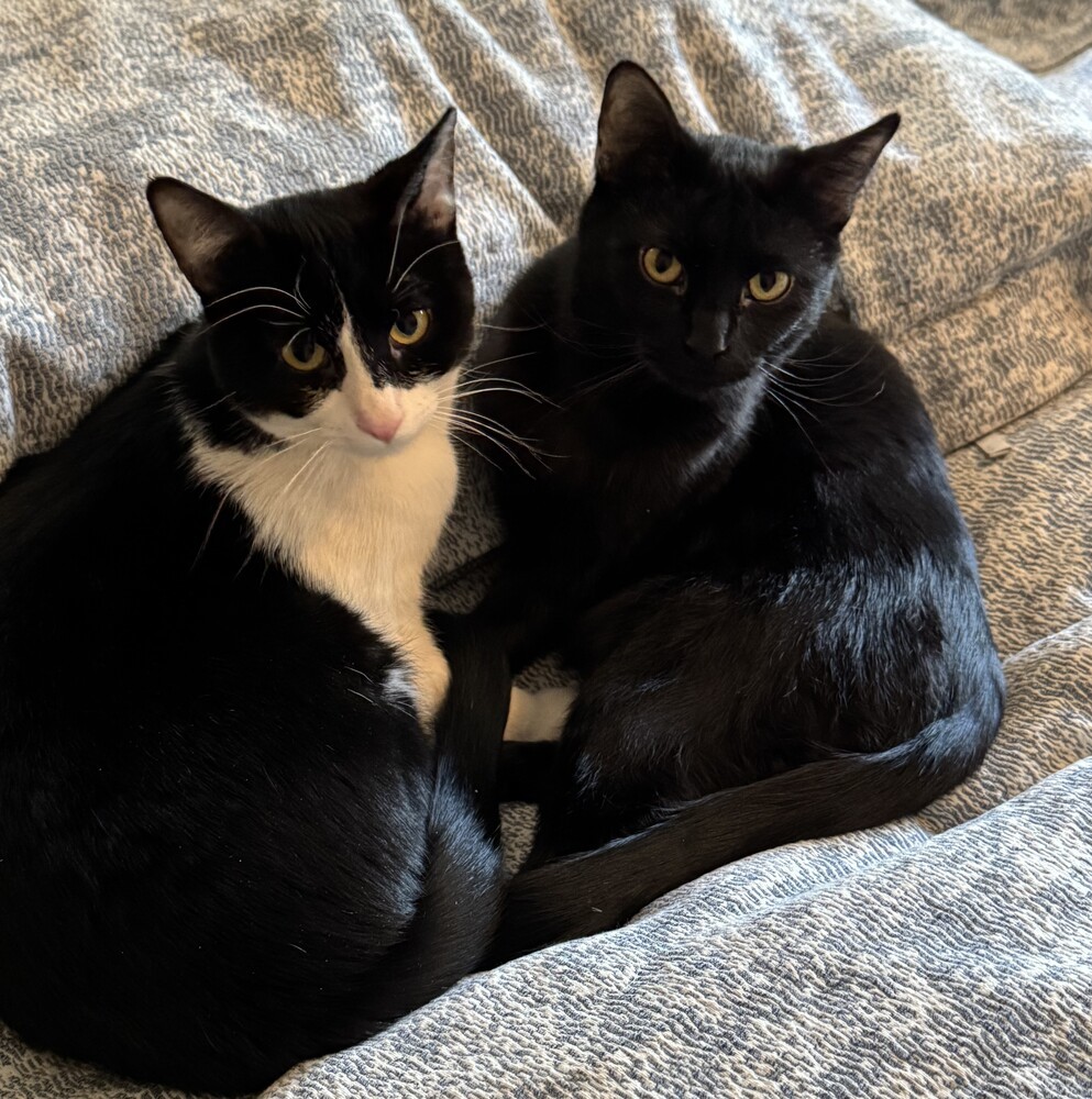 Magpie, an adoptable Domestic Short Hair in Aurora, CO, 80016 | Photo Image 2