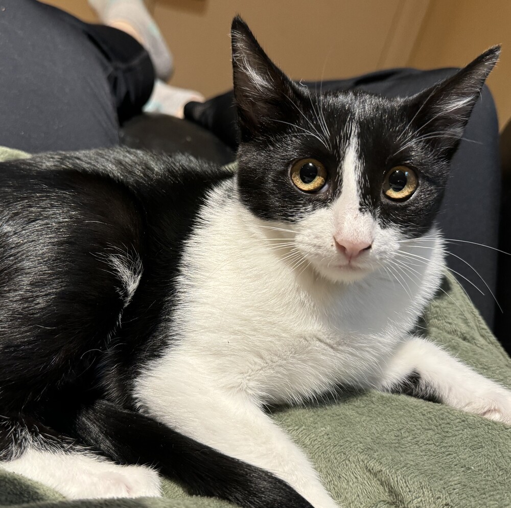 Magpie, an adoptable Domestic Short Hair in Aurora, CO, 80016 | Photo Image 2
