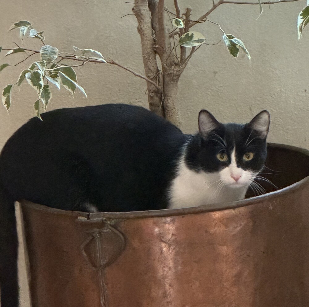 Magpie, an adoptable Domestic Short Hair in Aurora, CO, 80016 | Photo Image 3