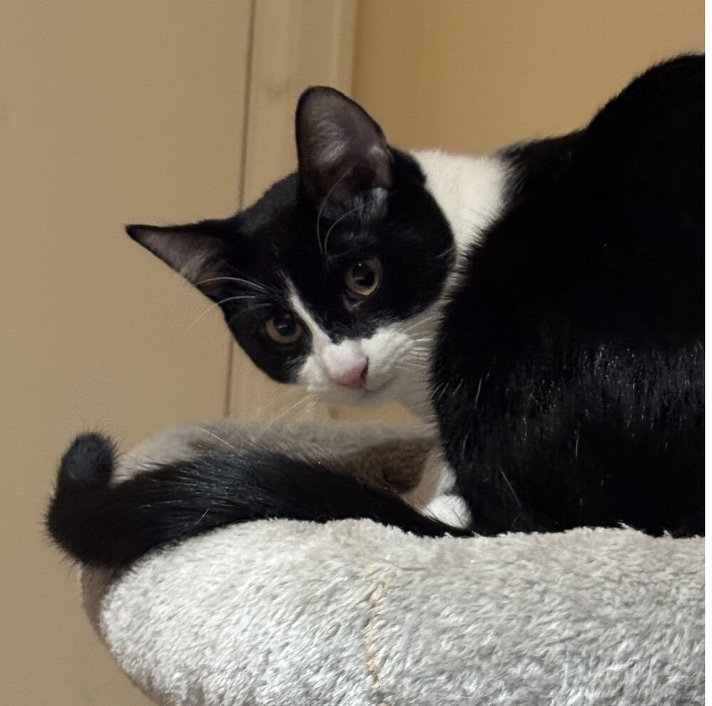 Magpie, an adoptable Domestic Short Hair in Aurora, CO, 80016 | Photo Image 3