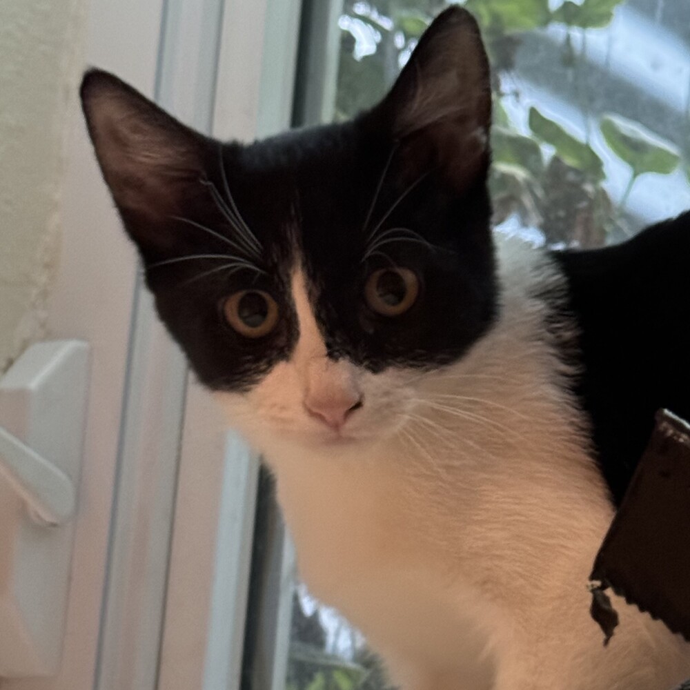 Magpie, an adoptable Domestic Short Hair in Aurora, CO, 80016 | Photo Image 4