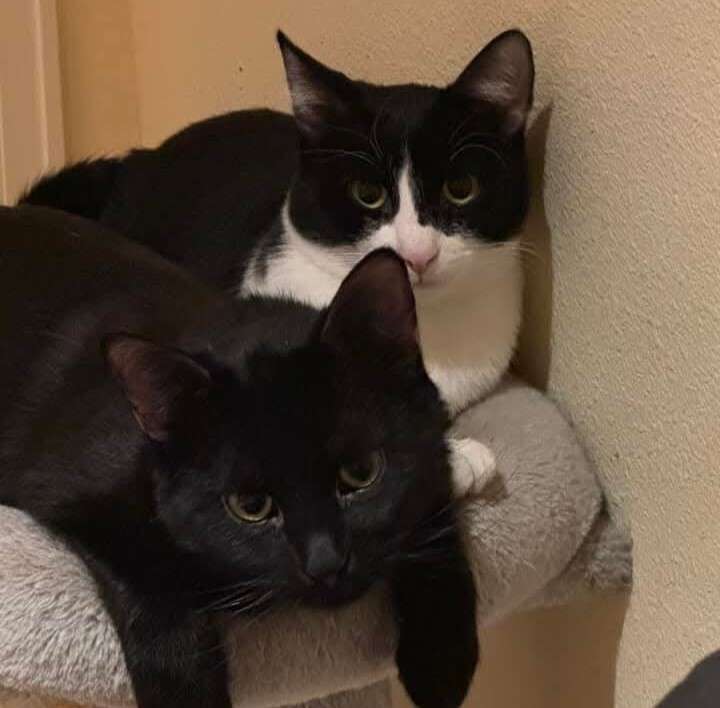 Magpie, an adoptable Domestic Short Hair in Aurora, CO, 80016 | Photo Image 4