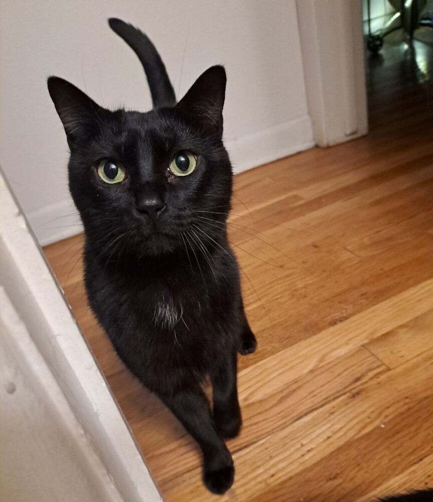 Broderick, an adoptable Domestic Short Hair in Aurora, CO, 80016 | Photo Image 1