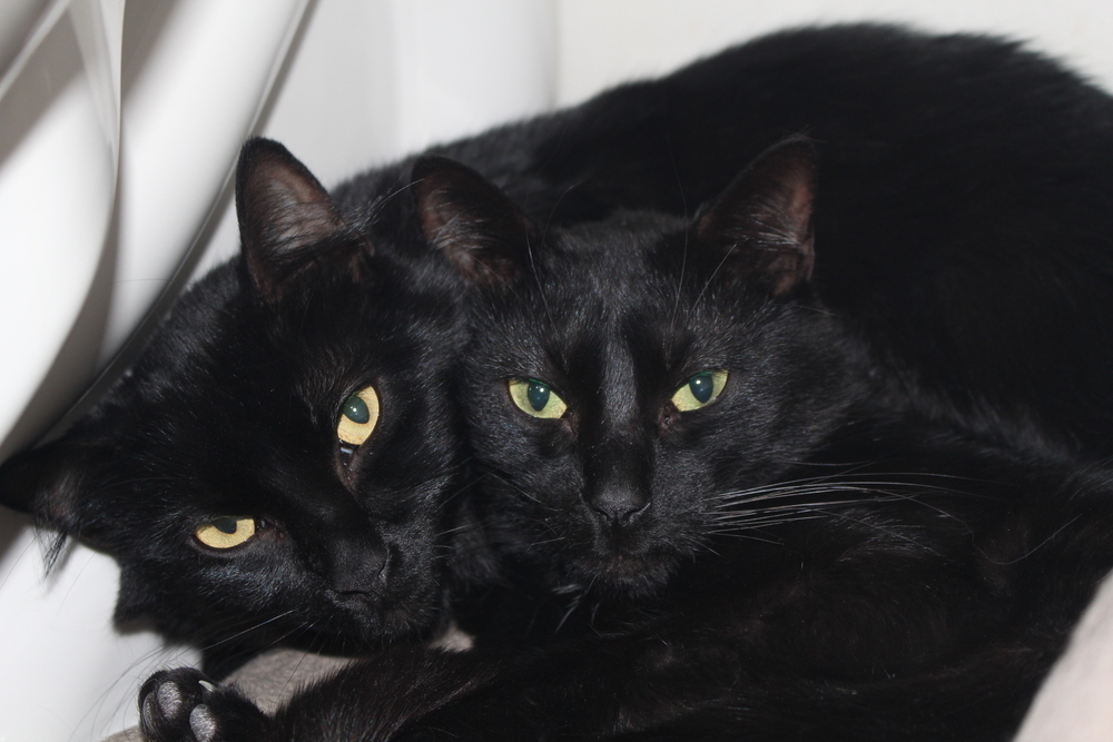 Broderick, an adoptable Domestic Short Hair in Aurora, CO, 80016 | Photo Image 2