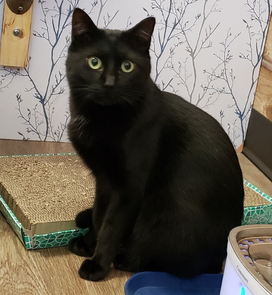 Broderick, an adoptable Domestic Short Hair in Aurora, CO, 80016 | Photo Image 2