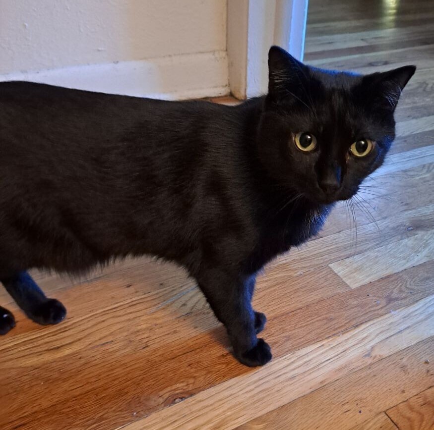 Broderick, an adoptable Domestic Short Hair in Aurora, CO, 80016 | Photo Image 4