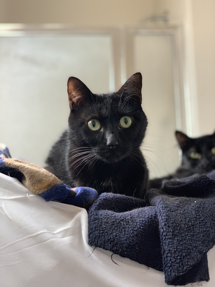 Broderick, an adoptable Domestic Short Hair in Aurora, CO, 80016 | Photo Image 5