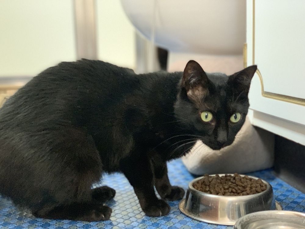 Broderick, an adoptable Domestic Short Hair in Aurora, CO, 80016 | Photo Image 6