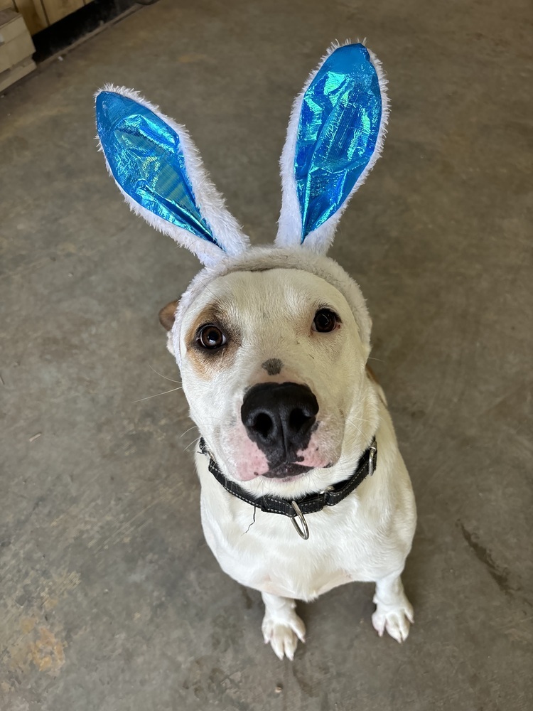 Hambone, an adoptable Mixed Breed in Rapid City, SD, 57702 | Photo Image 5