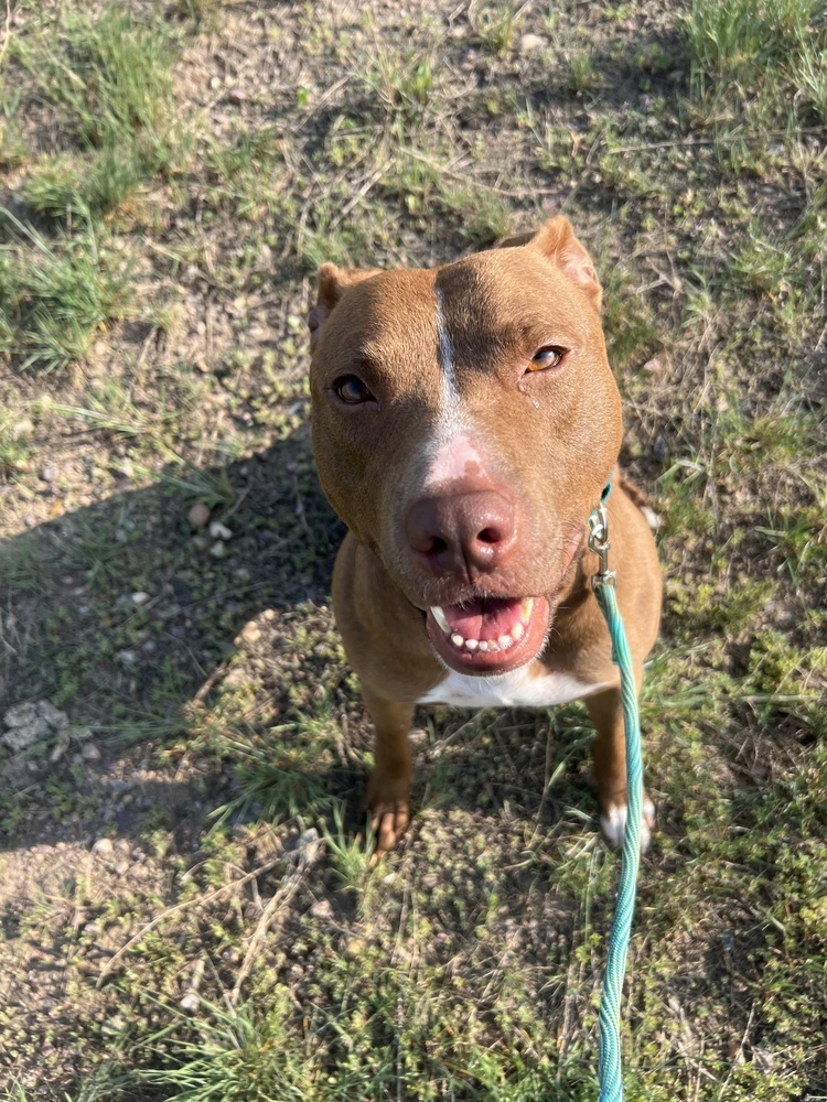 Sheena, an adoptable Mixed Breed in Rapid City, SD, 57702 | Photo Image 1