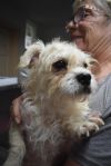 Dash (A111645) photo 1