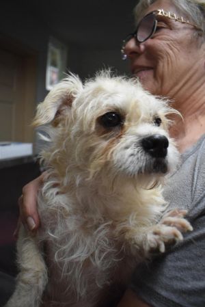Dash (A111645), Adult Male Shih Tzu
