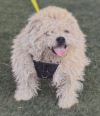 Dash (A111645) photo 2