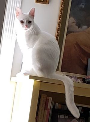 Lotus, Young Male Domestic Short Hair