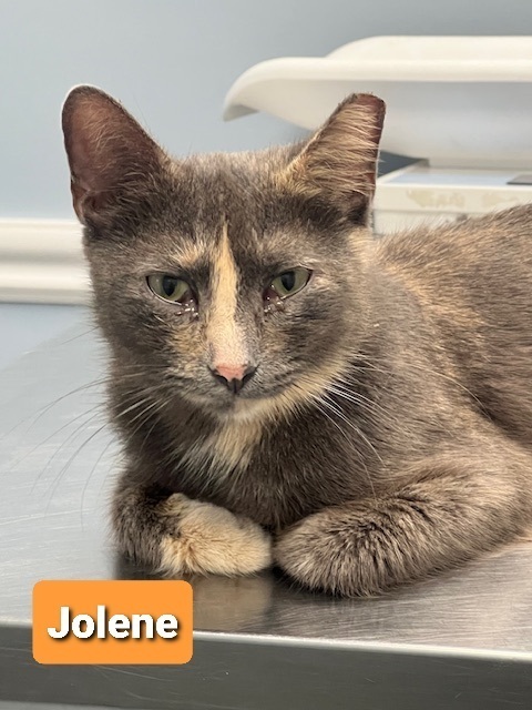 Jolene