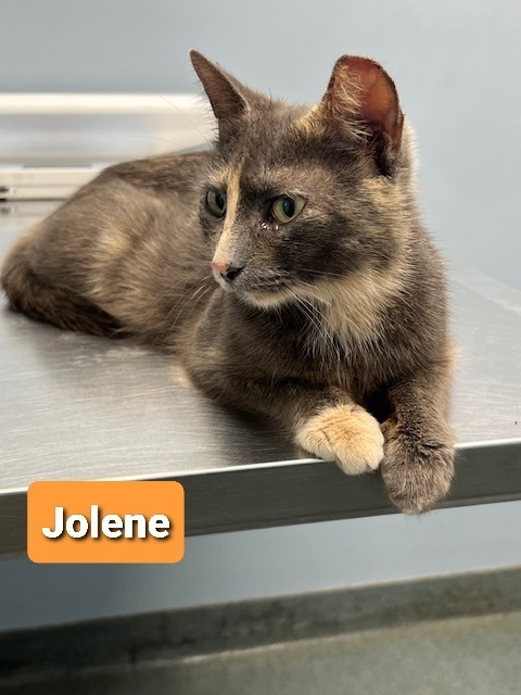 Jolene