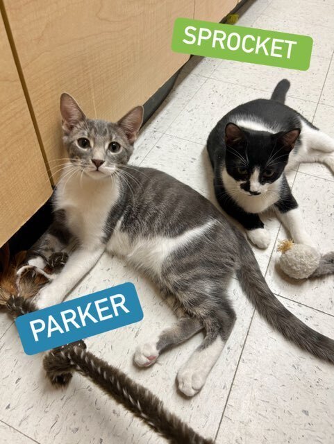 Parker