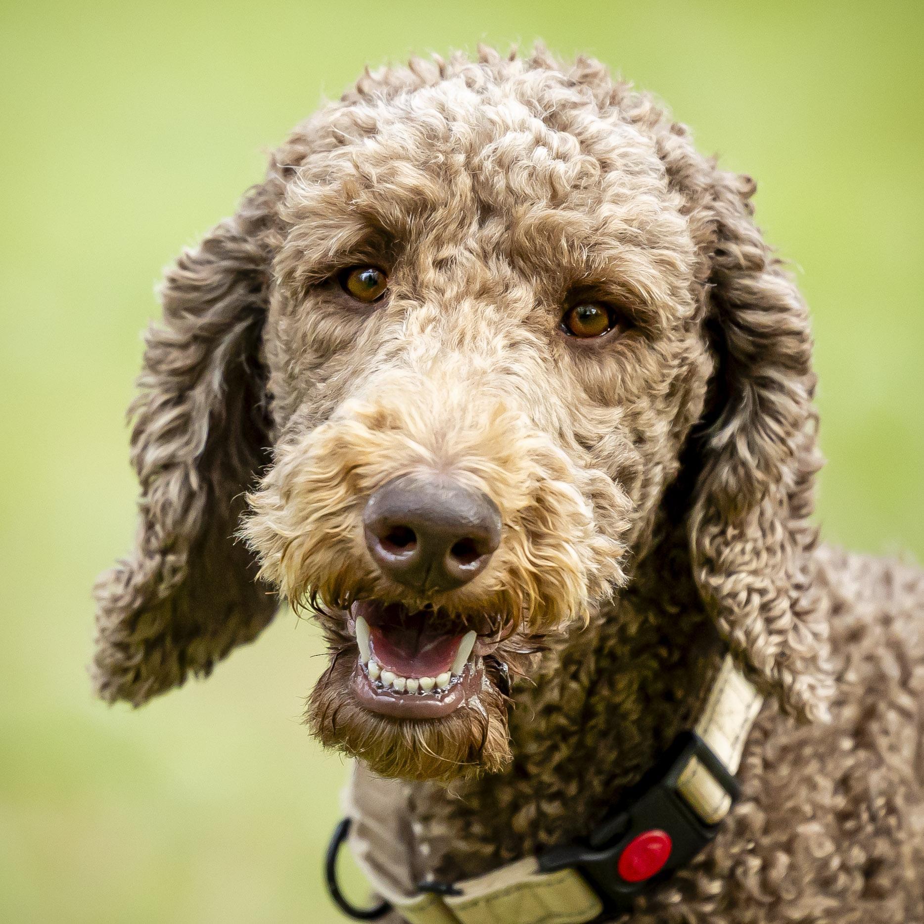 Hubert, an adoptable Standard Poodle in Calabogie , ON, K0J 1H0 | Photo Image 1