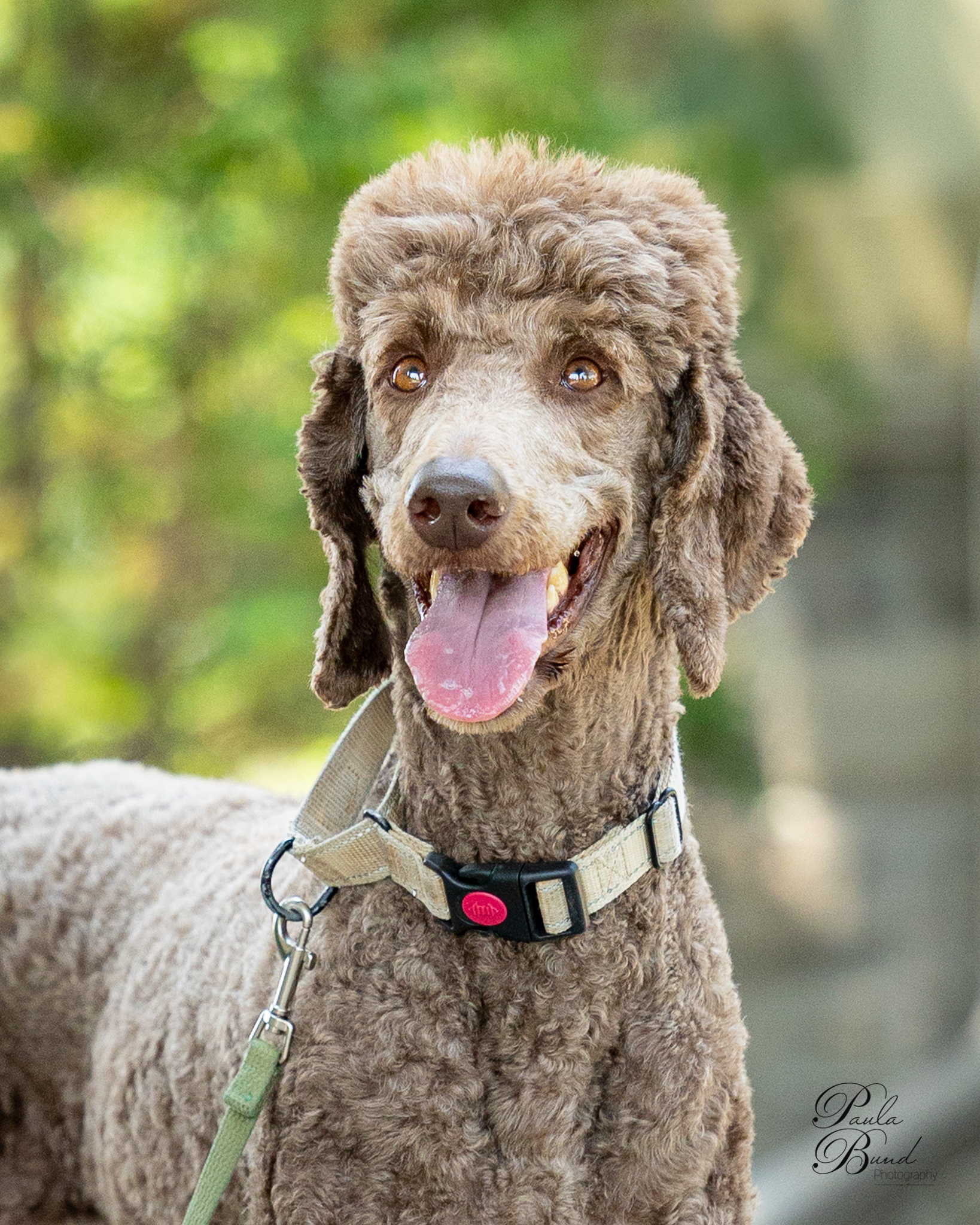 Hubert, an adoptable Standard Poodle in Killaloe, ON, K0J 2A0 | Photo Image 1
