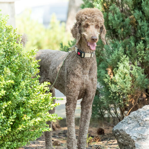 Hubert, an adoptable Standard Poodle in Killaloe, ON, K0J 2A0 | Photo Image 2