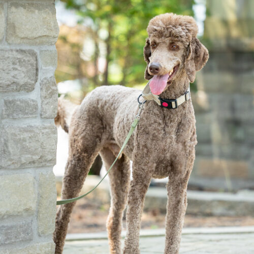 Hubert, an adoptable Standard Poodle in Killaloe, ON, K0J 2A0 | Photo Image 3