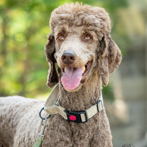 Hubert, an adoptable Standard Poodle in Killaloe, ON, K0J 2A0 | Photo Image 3