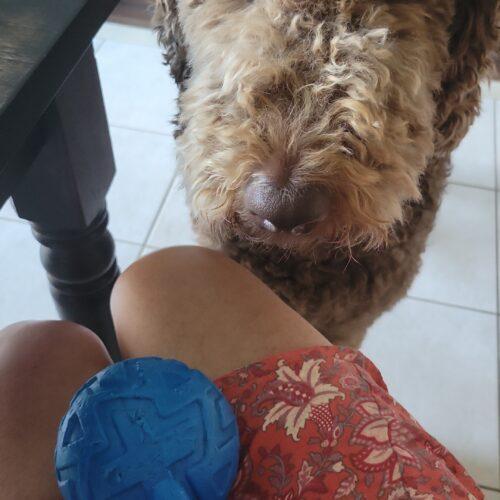 Hubert, an adoptable Standard Poodle in Killaloe, ON, K0J 2A0 | Photo Image 4