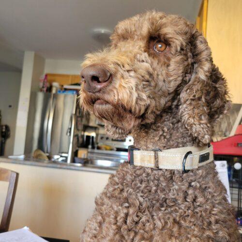 Hubert, an adoptable Standard Poodle in Killaloe, ON, K0J 2A0 | Photo Image 6