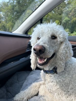 Ronnie, Adult Male Standard Poodle
