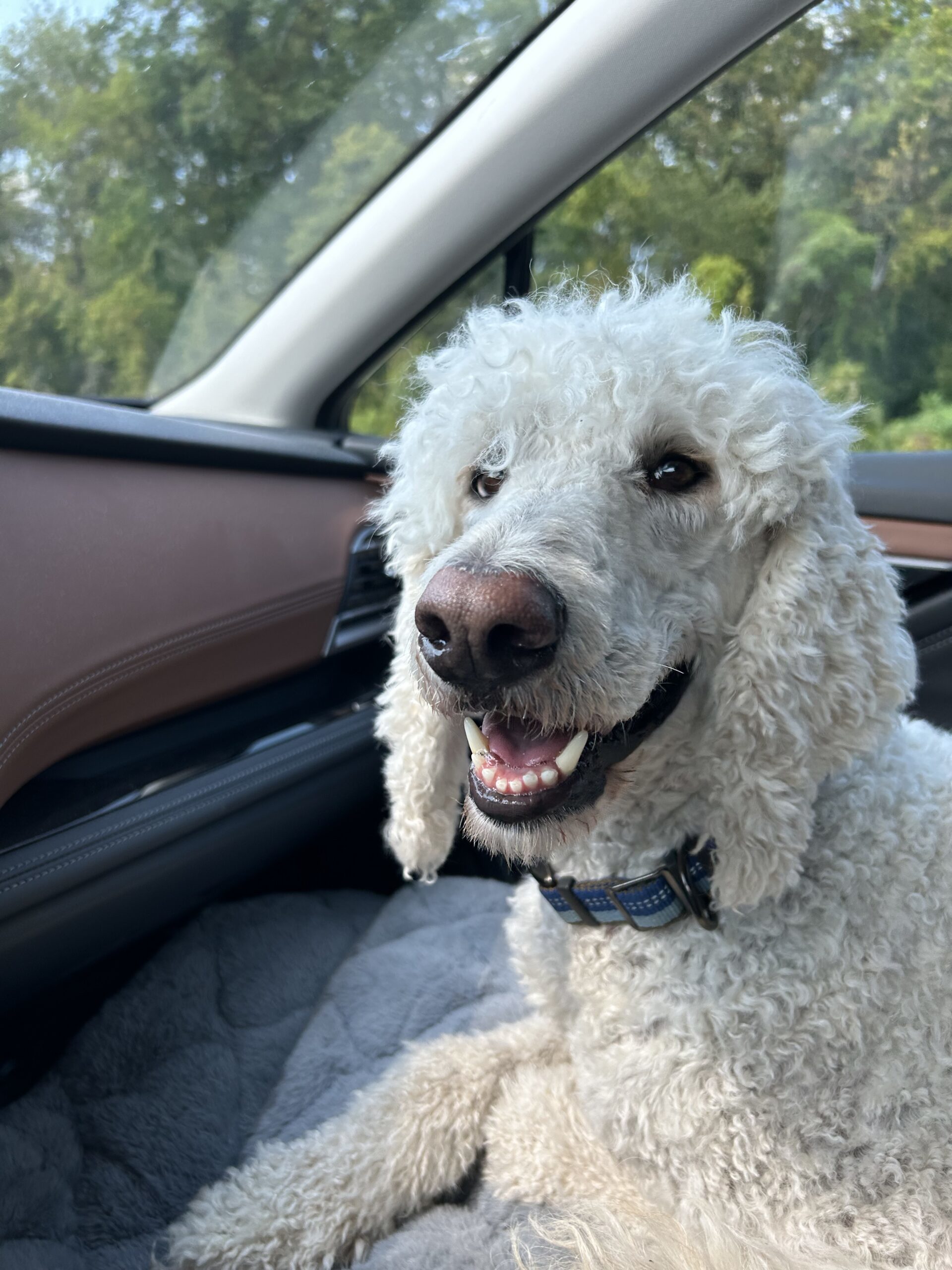 Ronnie, an adoptable Standard Poodle in Pickering, ON, L1W 1L9 | Photo Image 1