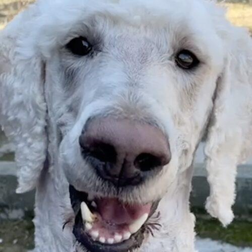 Ronnie, an adoptable Standard Poodle in Pickering, ON, L1W 1L9 | Photo Image 2